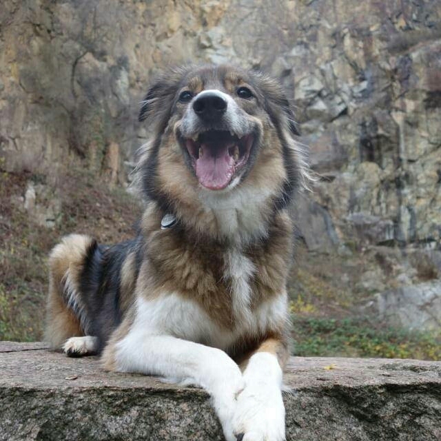 Katzen  Hunde