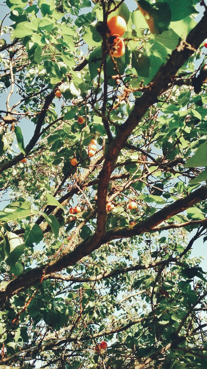 apricot