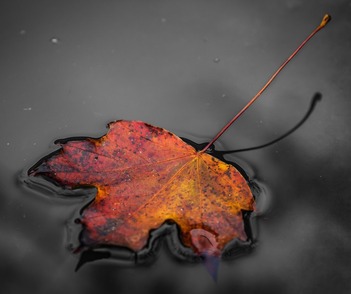 Autumn