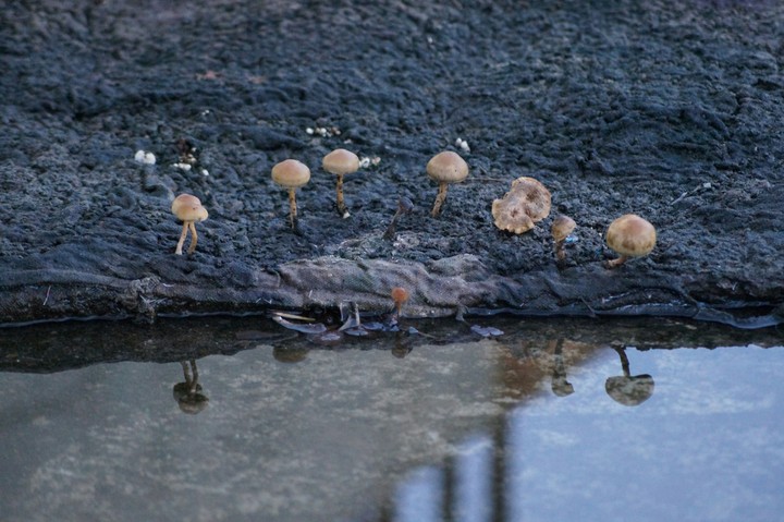 mushroom