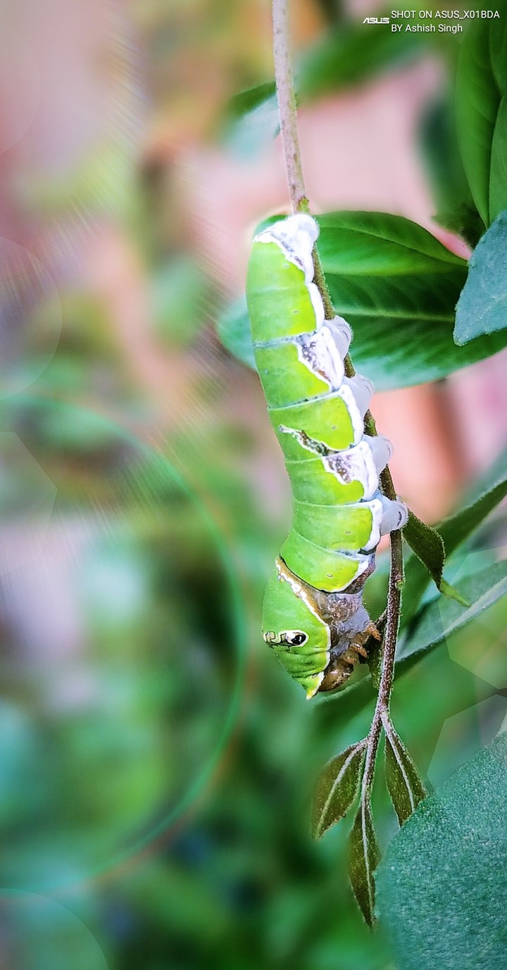 Silkworm