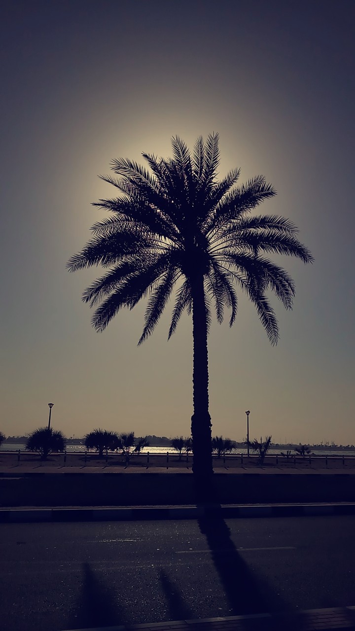 trees
