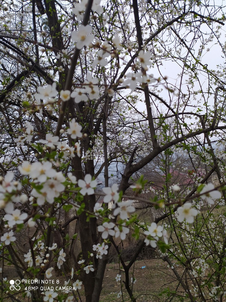 Quba
