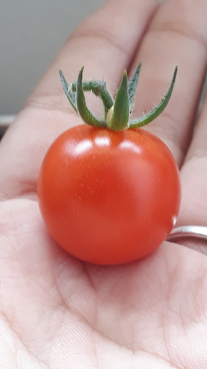 cherry tomatoe