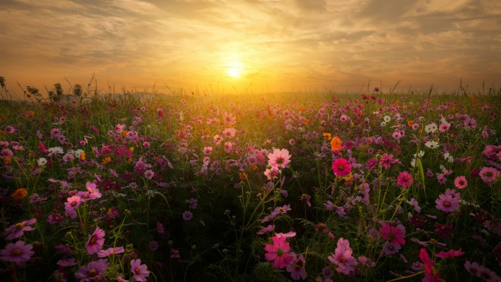 BLOSSOMS FLOWERS