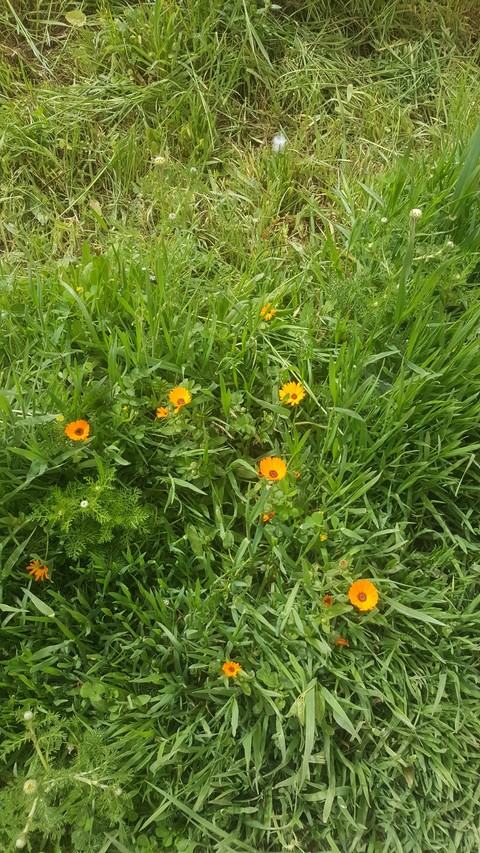 тапети flower, grass