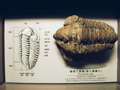 三葉蟲