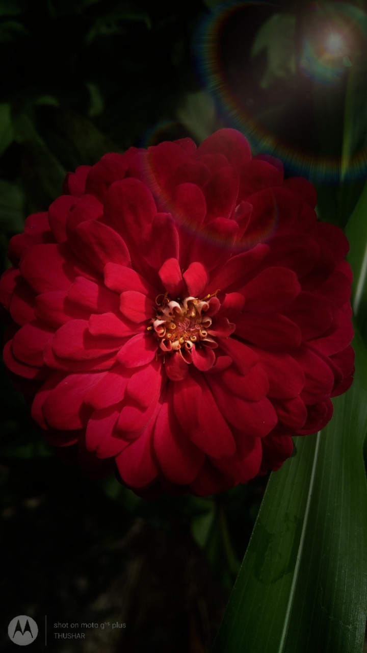 Flowers sun-kissed