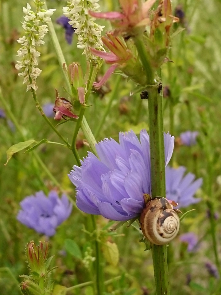 Wegwarte mit Schnecke