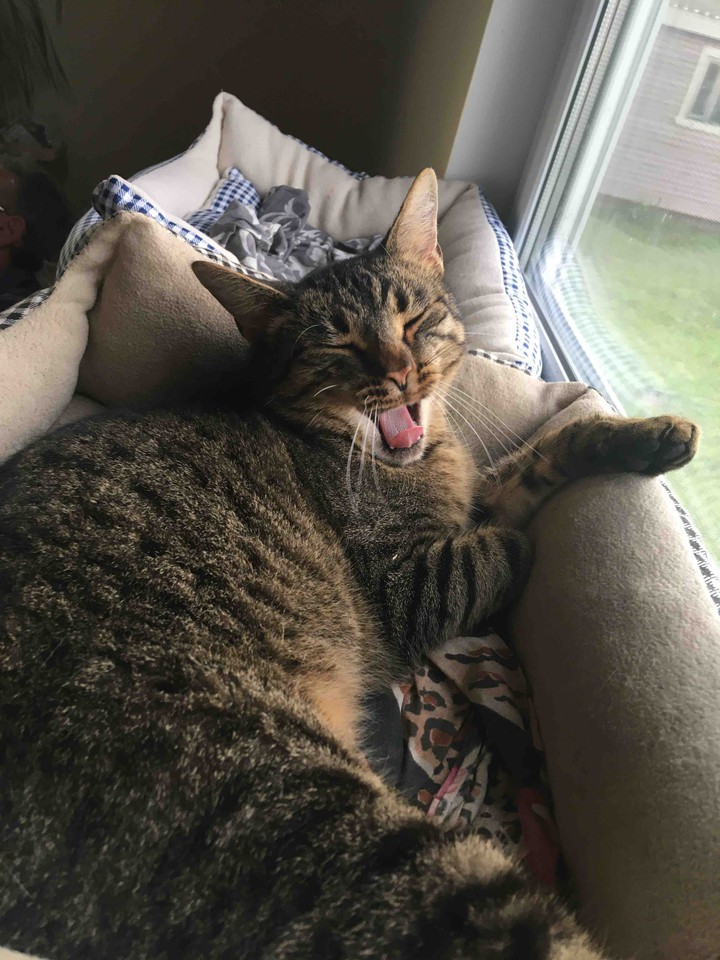 Зевающий котик