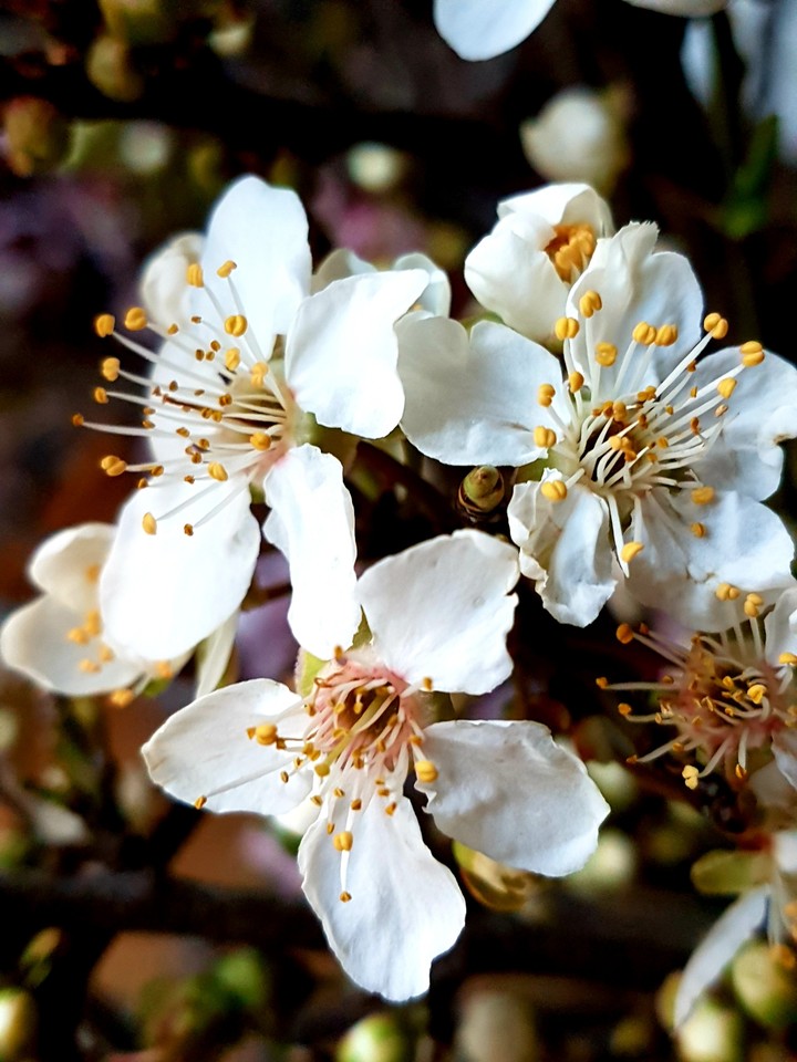 Fiori vari