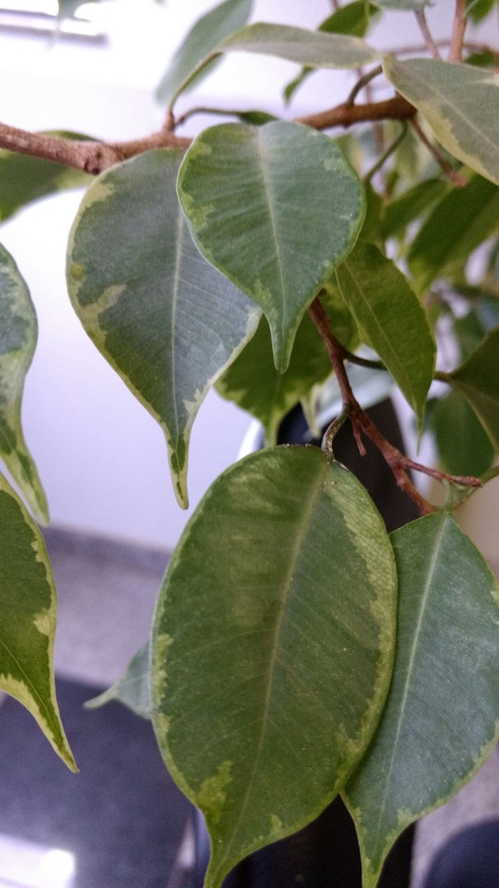 The Plant