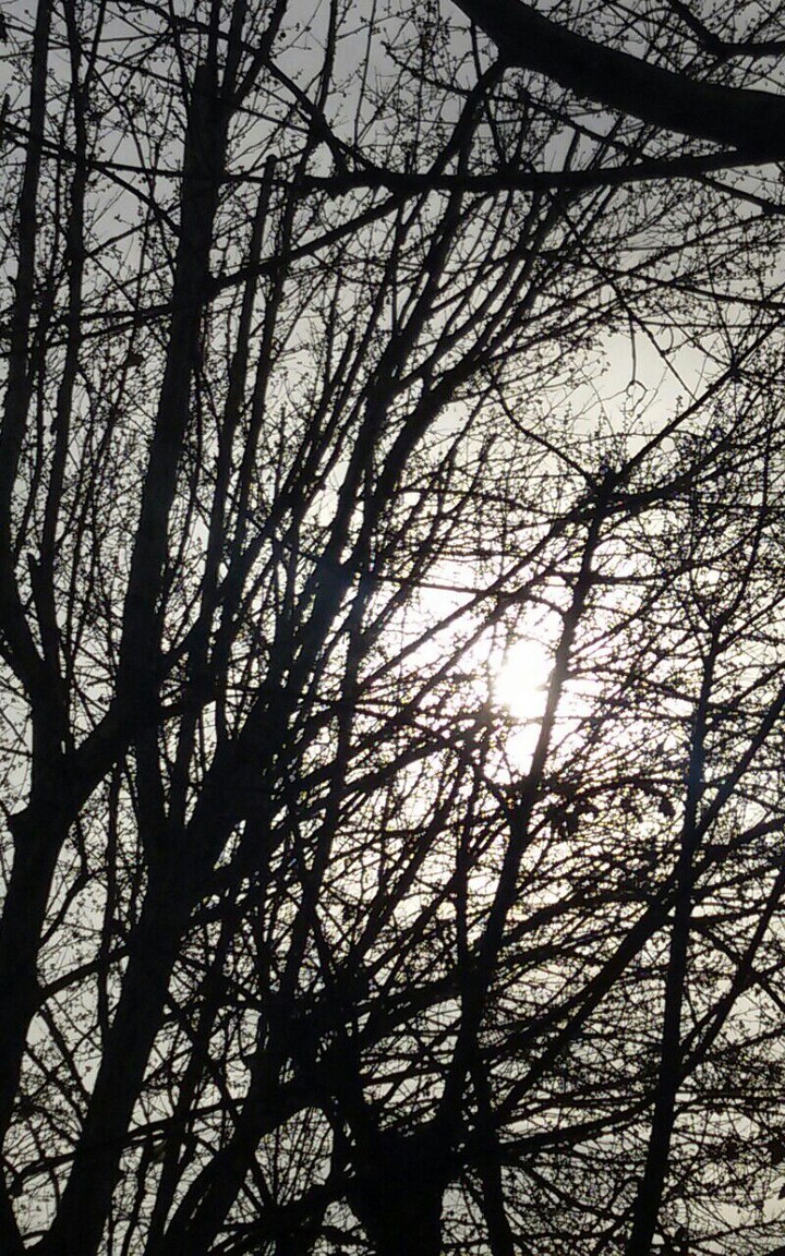 Sun between trees