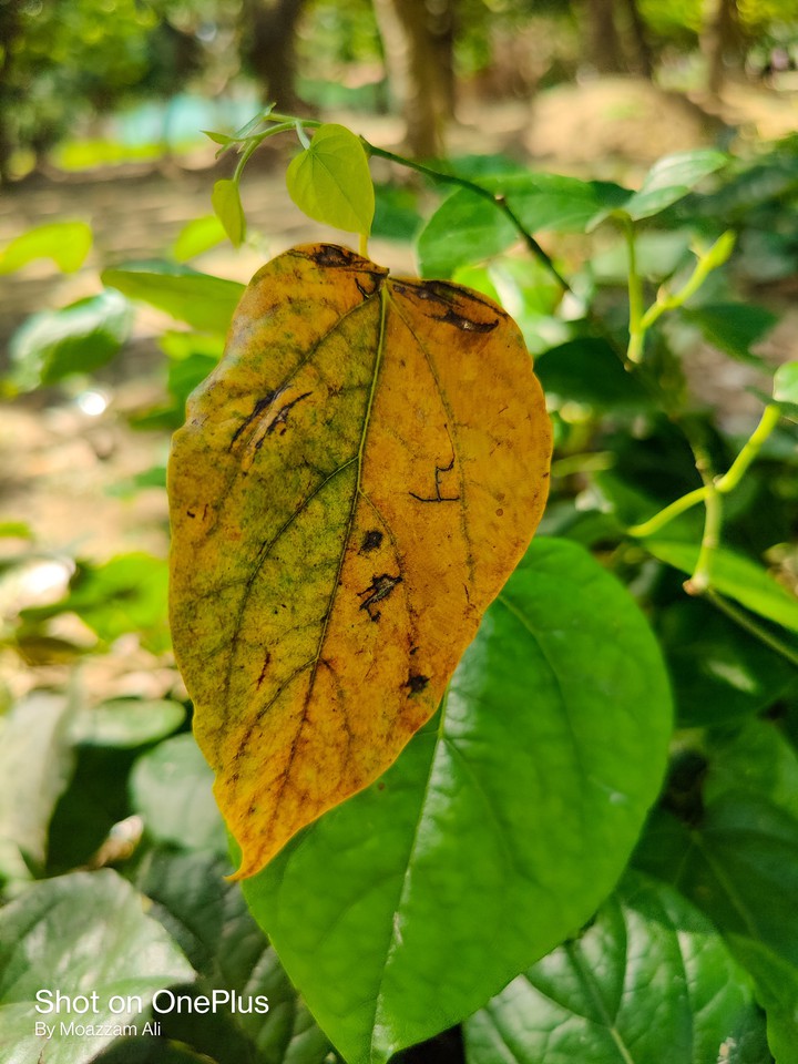 macro shots leaf