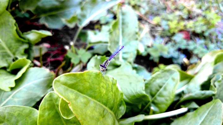 Dragonfly