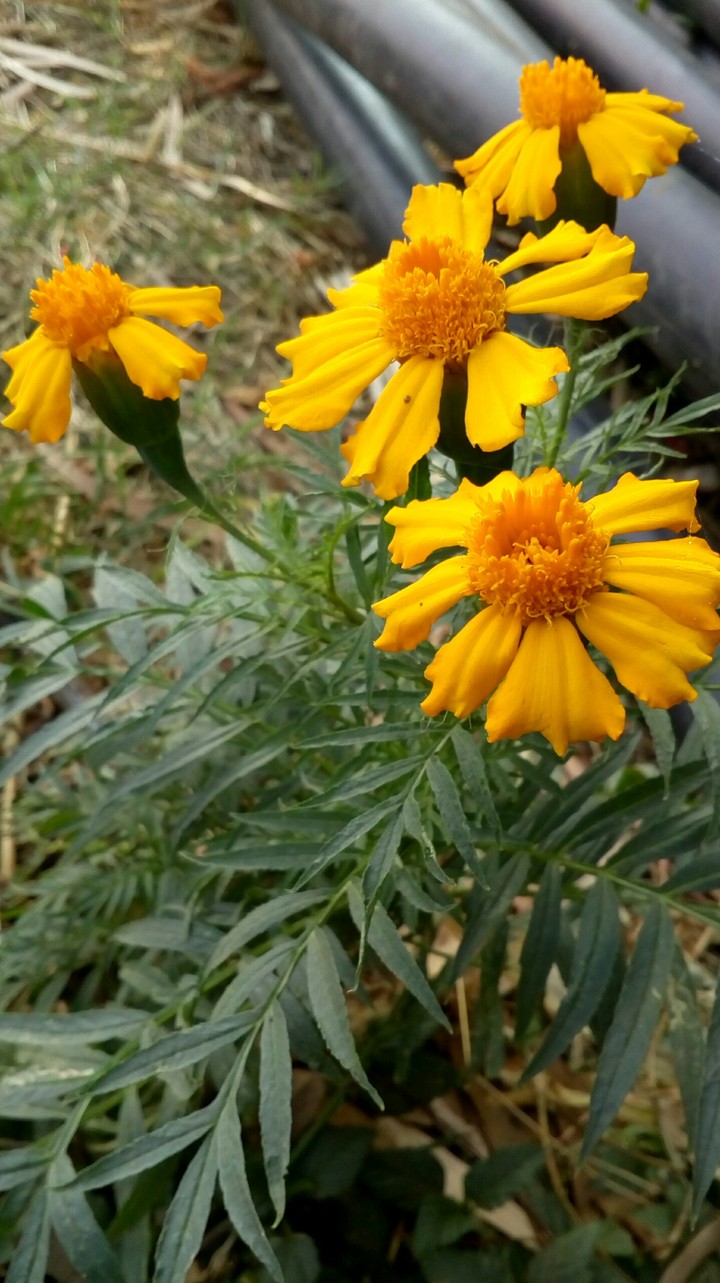 golden flower