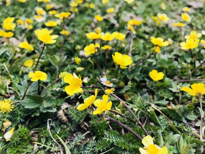 Small yellow flowers