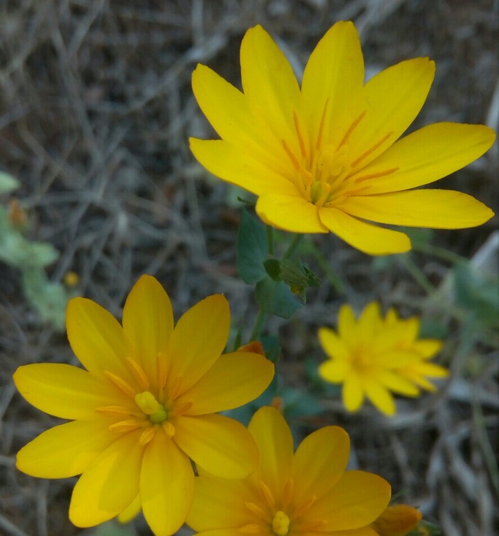 jaune fleur