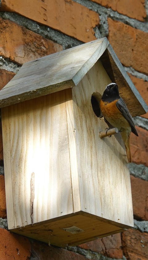sfondi bird, Roof