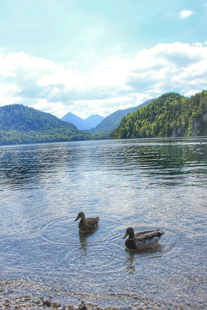 Alpsee