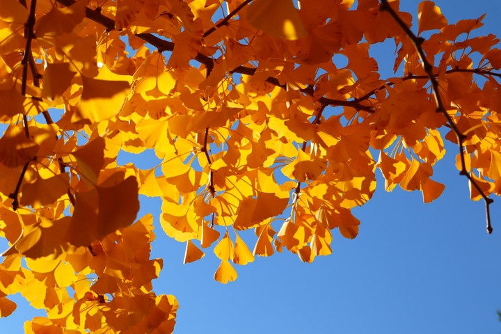 Ginkgo