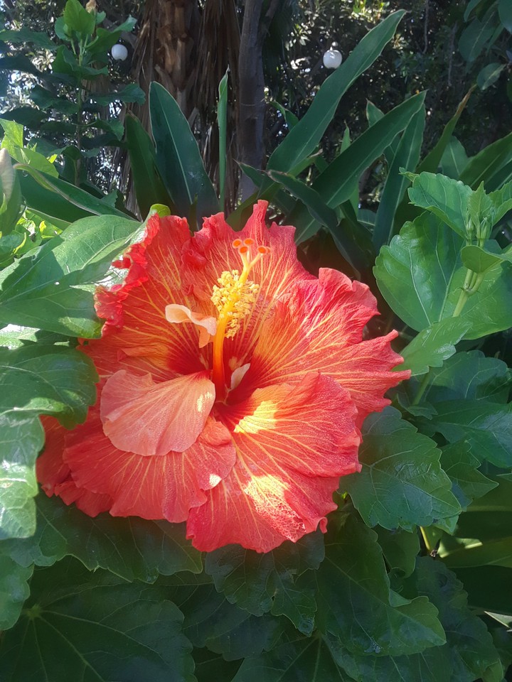 red flower