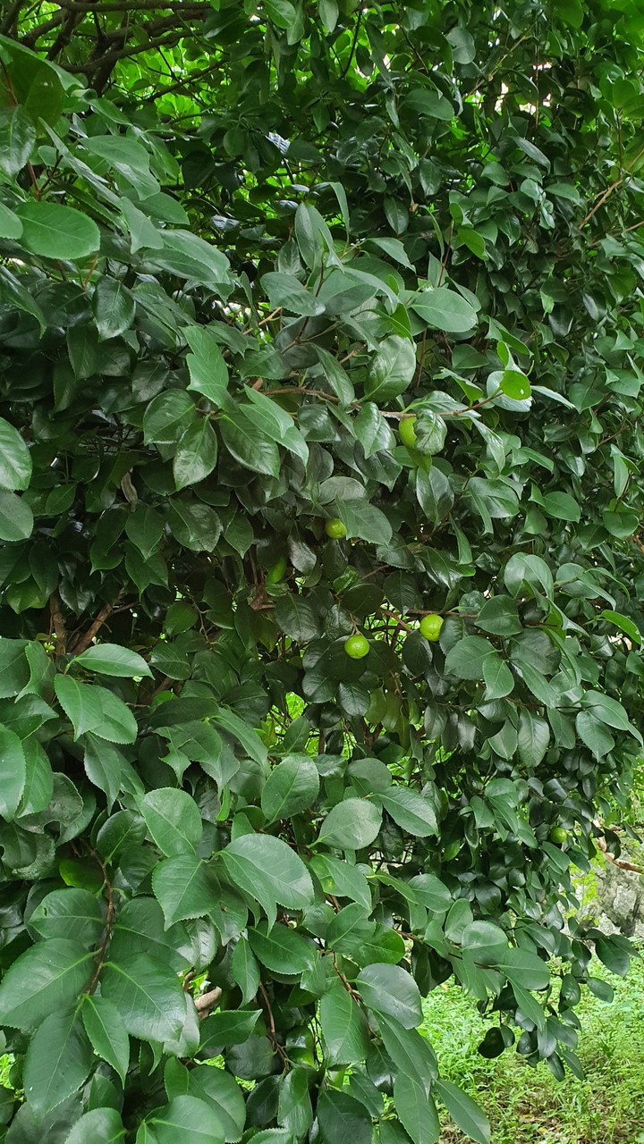 nature
