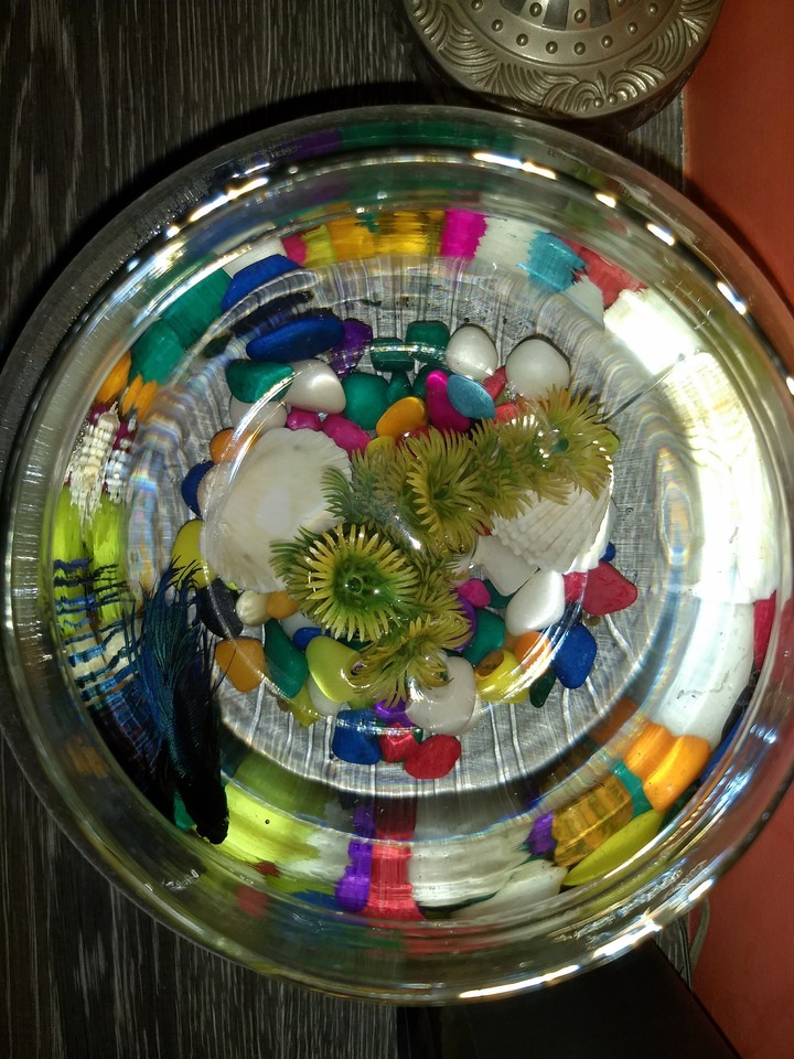 #Fishbowl#MotoG5plus#lovingit