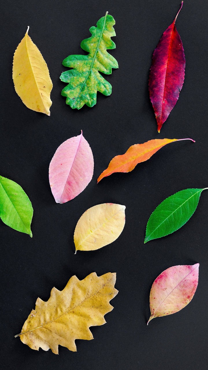 Collection of Leaves
