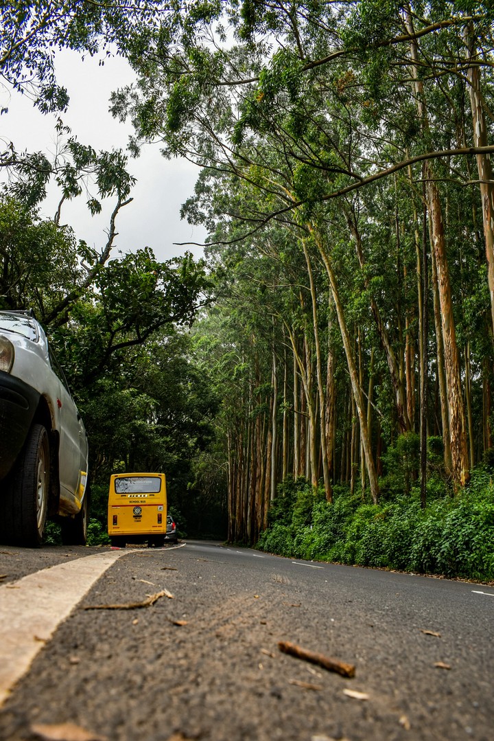 Pine forest drive