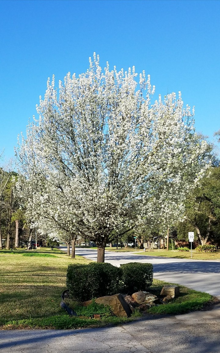Bradford Pear Tree