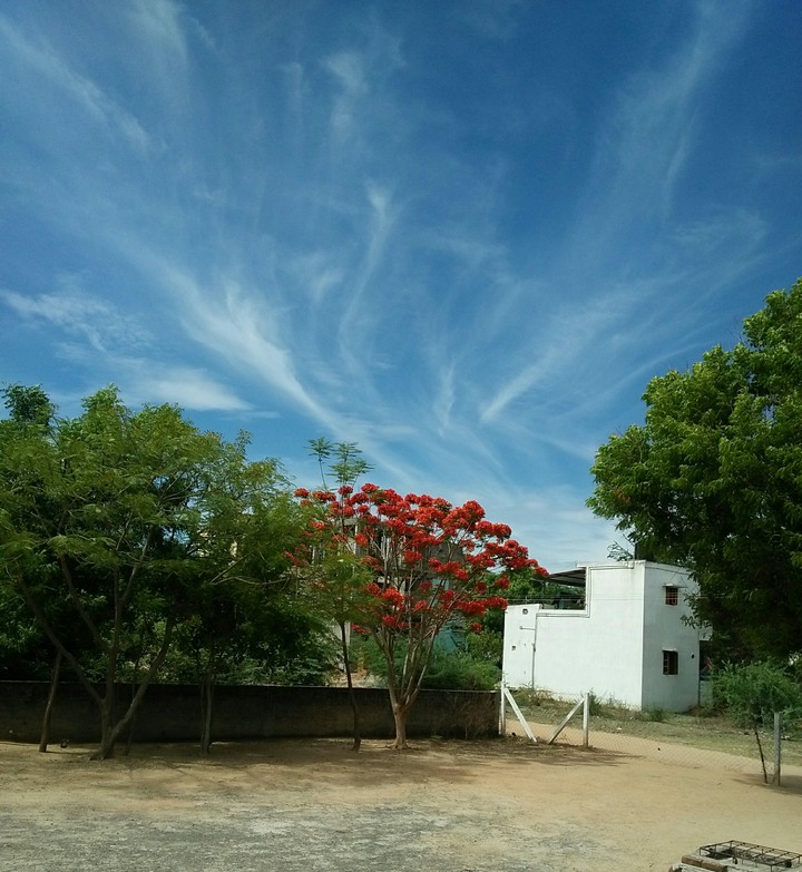 nature