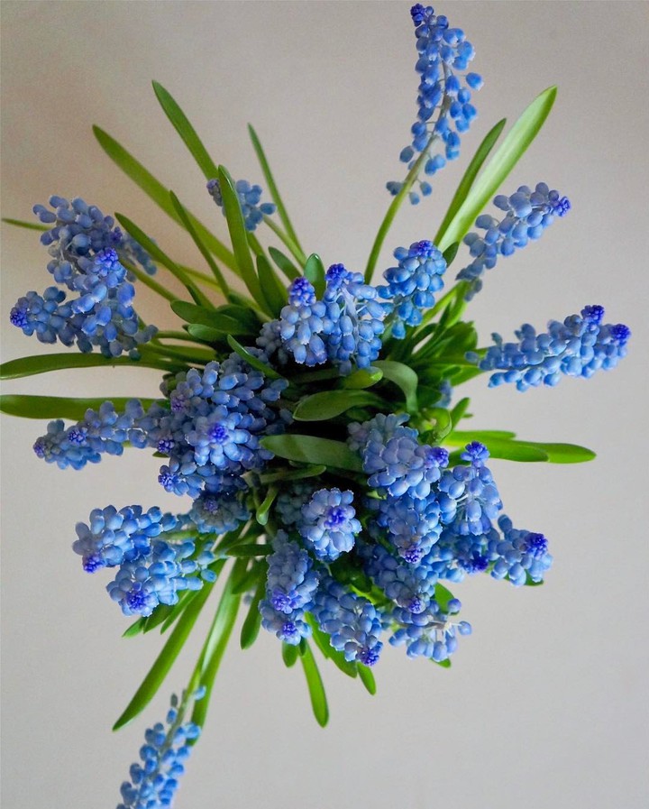 Muscari