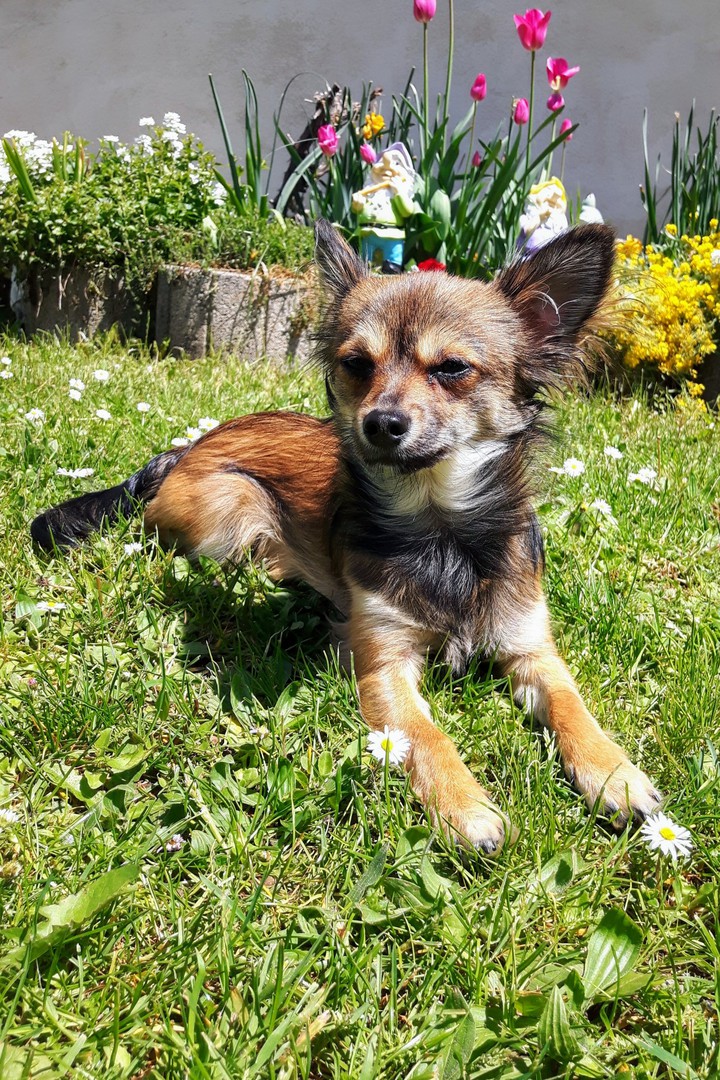 Mein Hund, ein Chihuahua