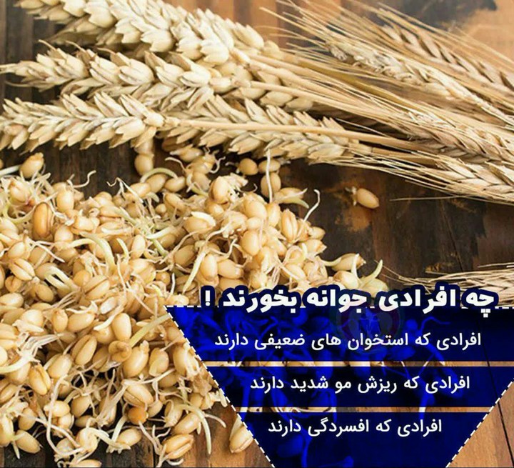Wheat germ