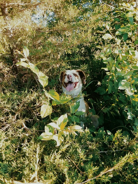 Happy Doggo
