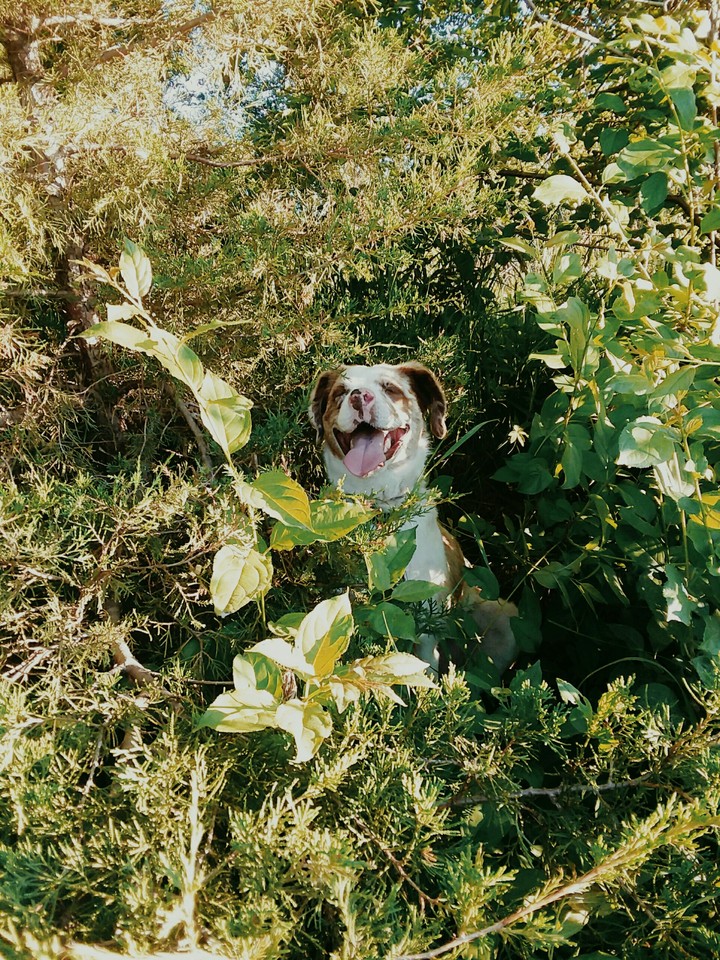 Happy Doggo