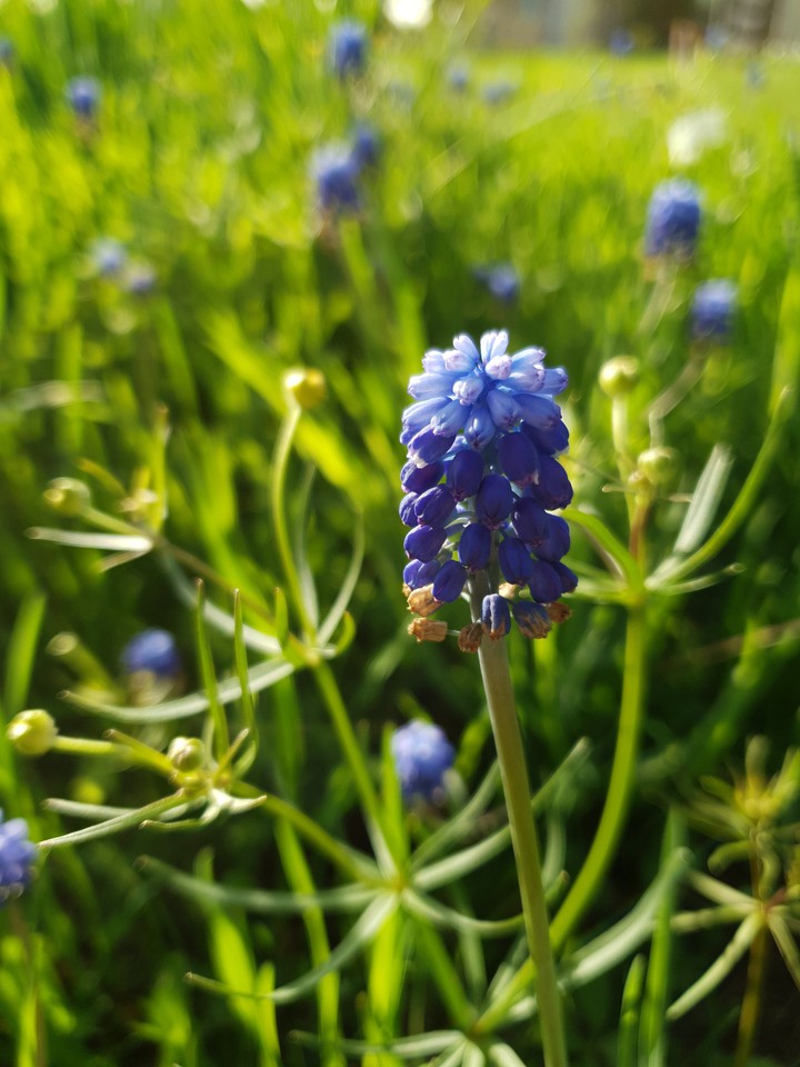 muscari flowers