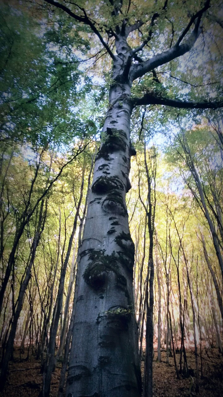 A tree