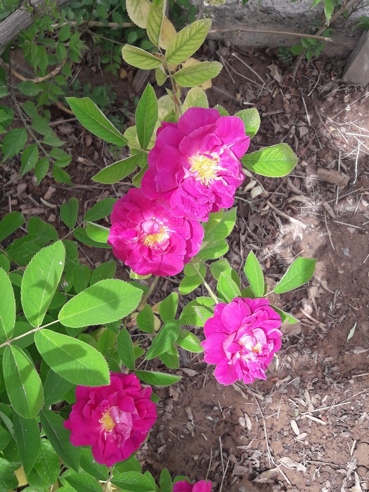 mohammadi rose
