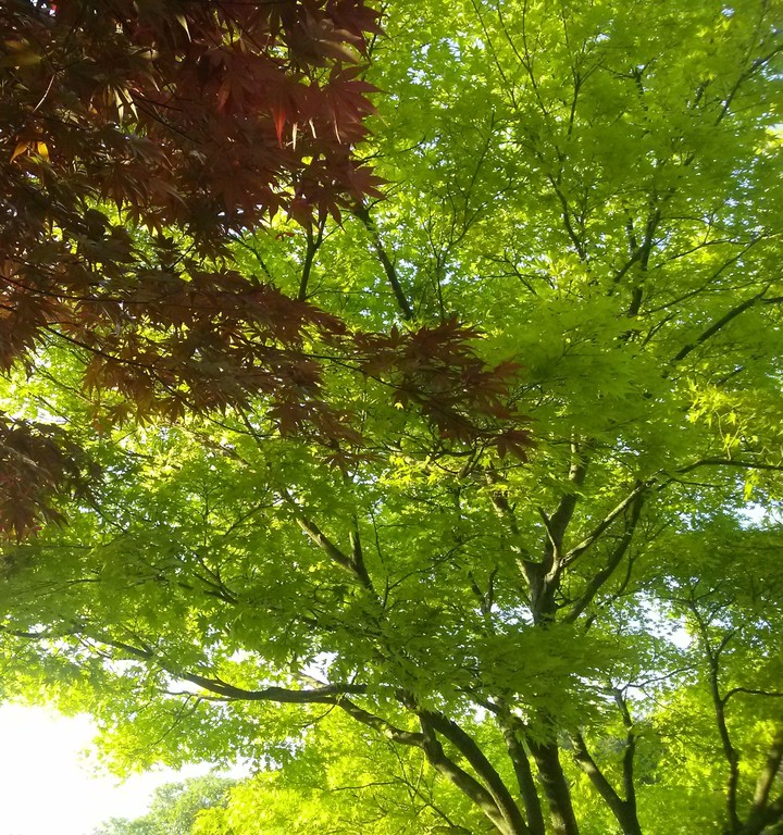 Maple Leaves