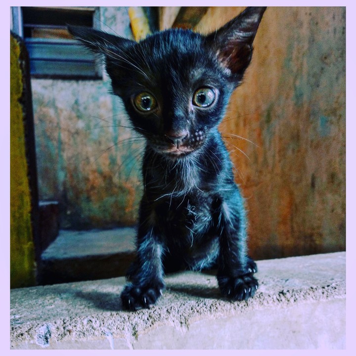 Black kitten