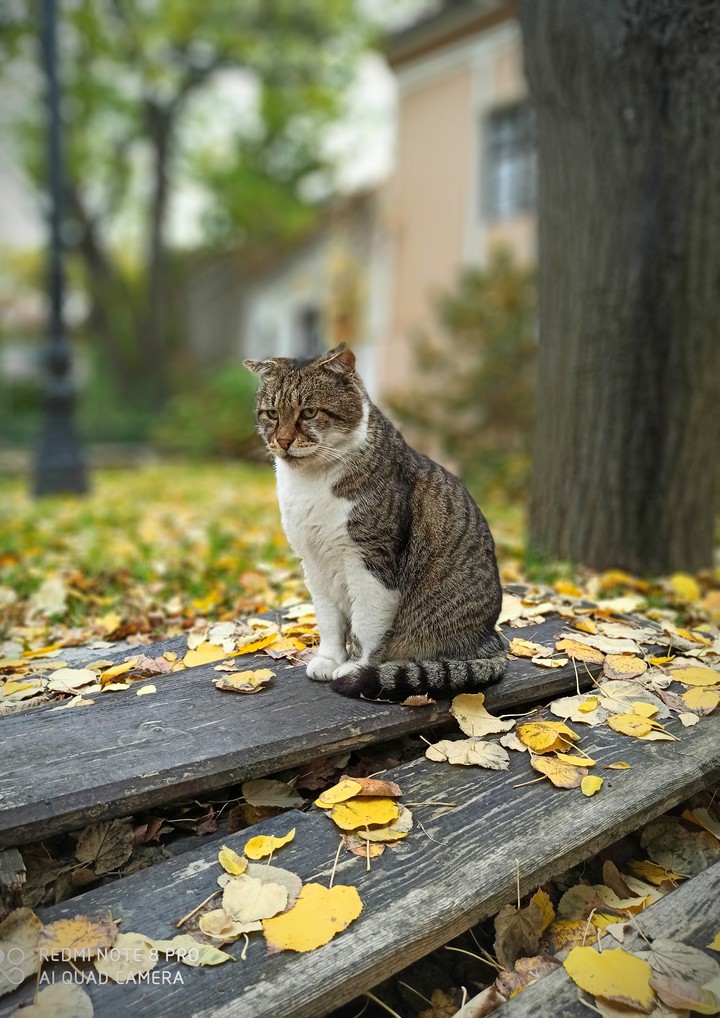 cat