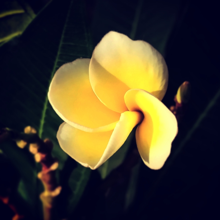 lovely flower