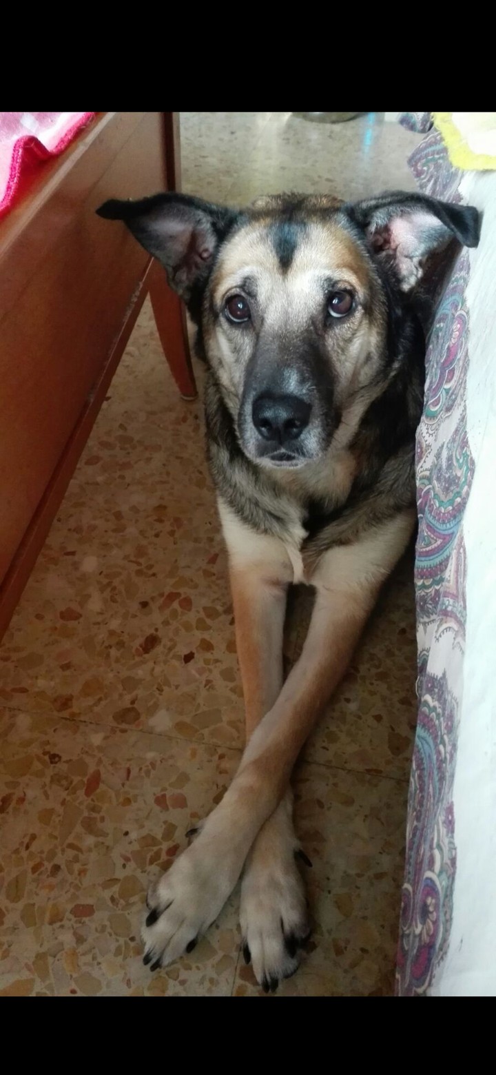 Odie