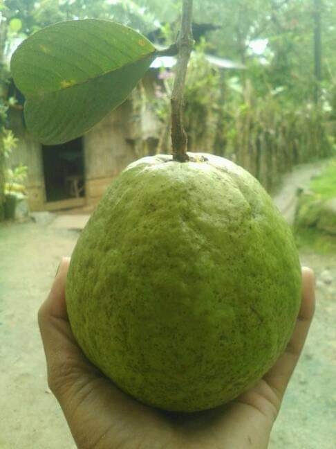 Hybrid Guava