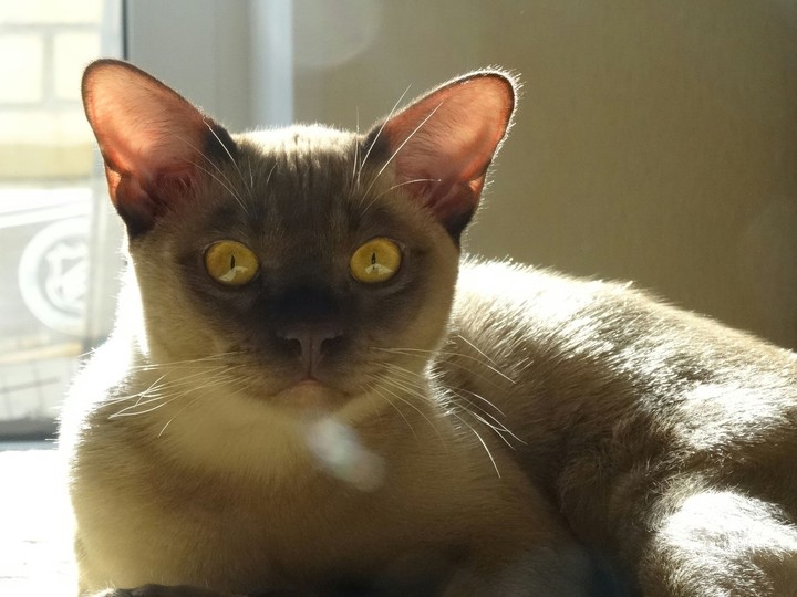 Кот Альф