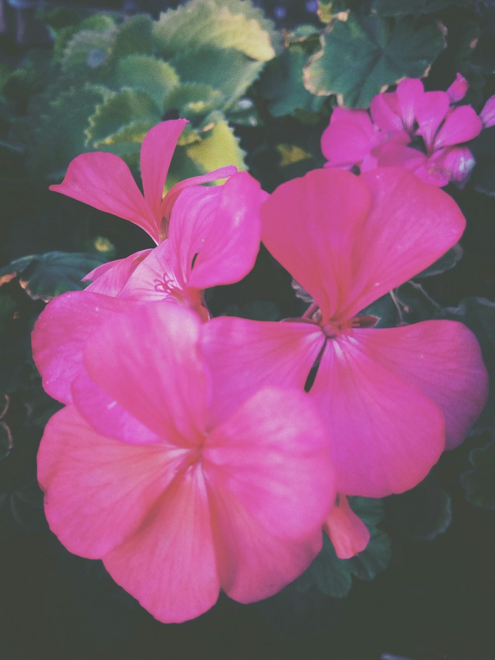 autumn flowers