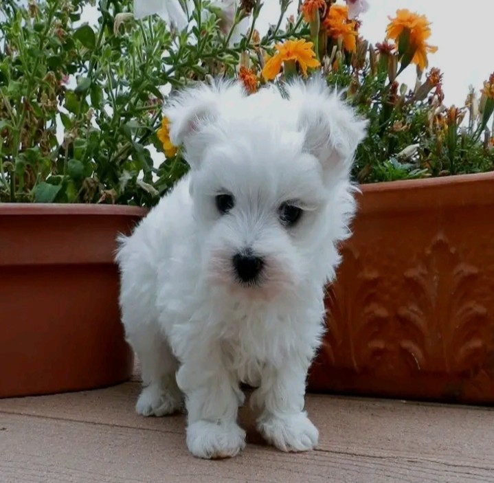 White dog