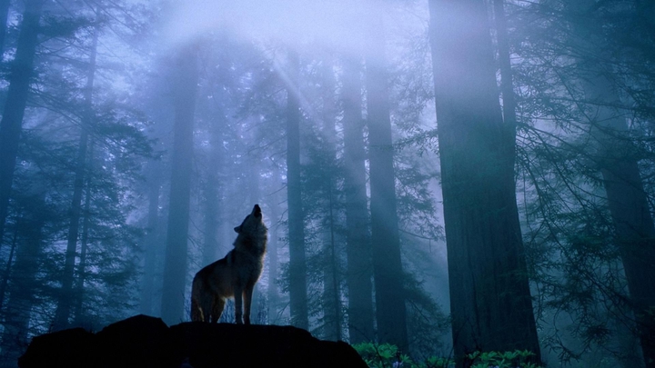 Wolf